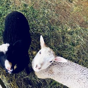 Meet your Posher, Talena